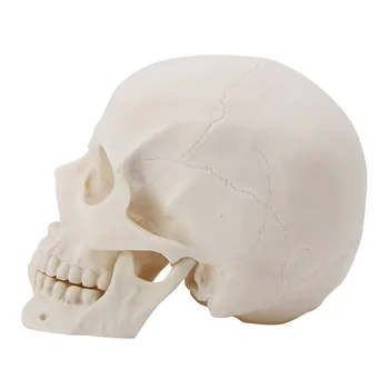 2019 NOU Realist 1:1 Adult Dimensiune Craniu Uman Replica Rășină Arta Modelul de Predare Medicale