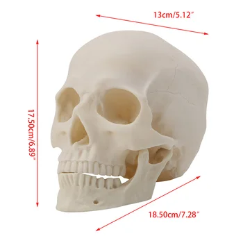 2019 NOU Realist 1:1 Adult Dimensiune Craniu Uman Replica Rășină Arta Modelul de Predare Medicale
