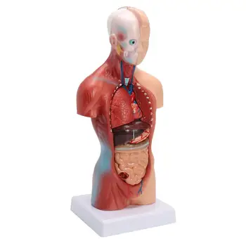 Torsul uman model de Anatomie model uman organe interne de trunchiul unui corp uman medicale instrument de predare schelet